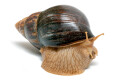 Lissachatina immaculata immaculata adult